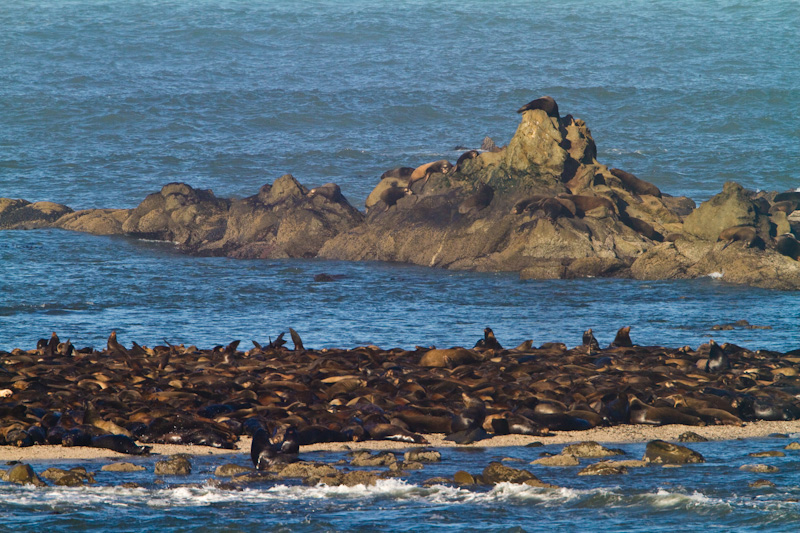 California Sea Lions On Simpson Reef